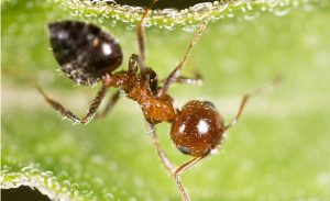 ant in nature. macro