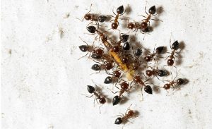 ants on a white wall