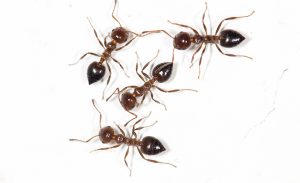 ants on a white wall