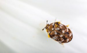 macro shot of a varied carpet beetle on a white daisy