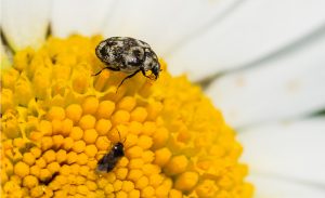 A macro shot of a varied carpet beetle feeding from an ox eye daisy.