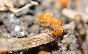 Yellow ant (Lasius Flavus) in anthill, extreme macro shot.