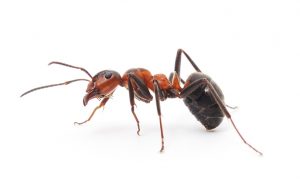 big forest ant isolated on white background