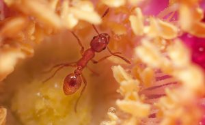 Ant seeking way home on a flower among the drops, macro