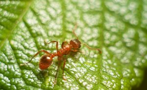 Ant travels in search of food, macro