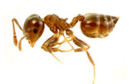 Acrobat Ants