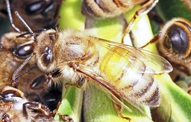 Africanized Honey Bees