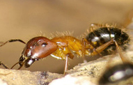 Milingonat zdrukthëtarë