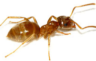 Citronella Ants