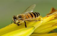 European Honey Bees