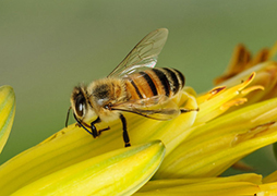 Bee Photos and Videos