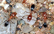 Field Ants