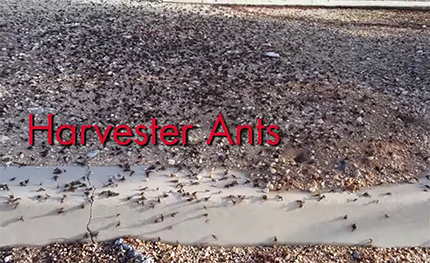 Harvester Ant Swarm