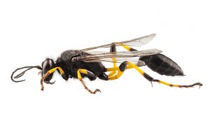 Wasp mud dauber species sceliphron destillatorium in high definition with extreme focus and DOF (depth of field) isolated on white background with clipping path