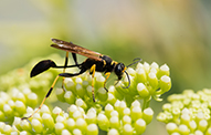 Grerëzat Mud Dauber