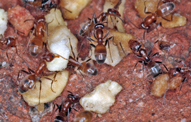 Odorous Ants