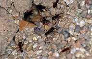 Pavement Ants