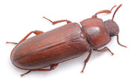 Flour Beetles