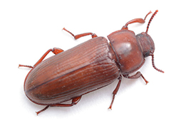 Beetle Photos and Videos