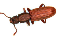 Sawtoothed Grain Beetles