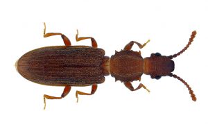 Beetle Oryzaephilus surinamensis on a white background