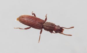 Merchant grain beetle in white background walking view from top. Oryzaephilus mercator