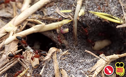 Tips: Avoid Ant Infestation