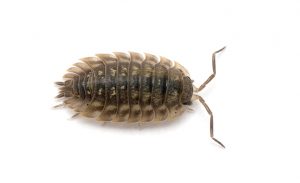 This image shows a woodlouse also known as a pill bug or roly-poly.