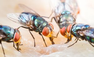 Close up of many fly or bluebottle eating dried fish