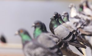 Flock of  Black Pigeon in a row