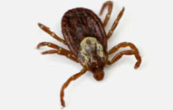 American Dog Ticks