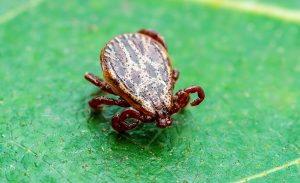 Encephalitis Virus or Lyme Disease or Monkey Fever Infected Dermacentor Tick Arachnid Insect on Green Leaf Macro