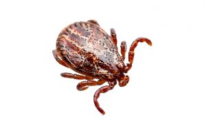 Encephalitis Virus or Lyme Disease Infected Dermacentor Tick Arachnid Insect Pest Isolated on White Background