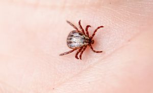 wood tick on the skin of hands. wood tick