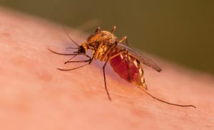 Close-up shot of a mosquito blood sucking on human skin