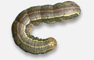 Army Worms