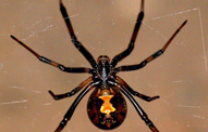 Black Widow Spiders