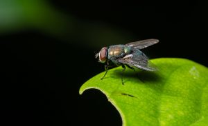 Macro flies on the leaf