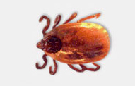 Brown Dog Ticks