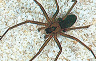 Brown Recluse Spiders