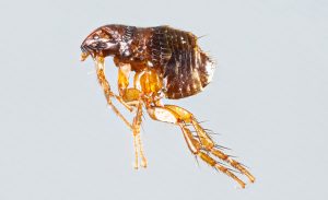 Close up female ctenocephalides felis or cat flea isolated on gray background