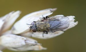 Cluster fly, also called attic fly, (Pollenia sp)