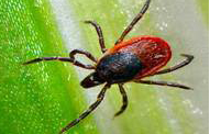 Deer Ticks