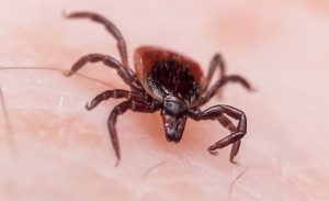 Extreme close up photo of adult female deer tick crawling on white skin