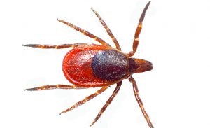 The tick is isolated on a white background.