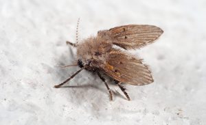 Macro Photography of Drain Fly on White Floor