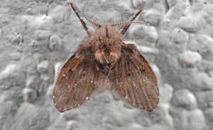 Macro Photography of Drain Fly on White Wall