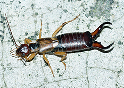 Earwig Photos and Videos