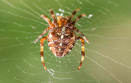 Garden Spiders