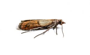 Brown cloth moth isolated on white background macro photography